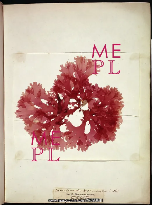 : Thodomenia lacineata, seaweed : Thodomenia lacineata, seaweed