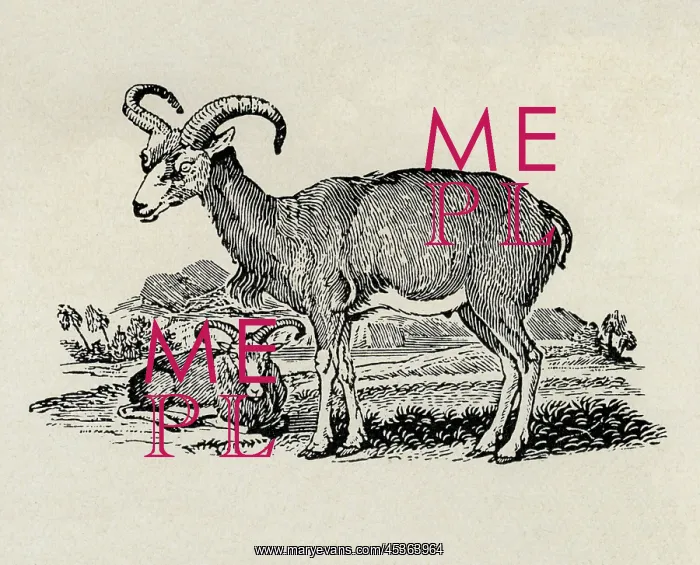  : Ibex. Two Ibex. Artist: Thomas Bewick