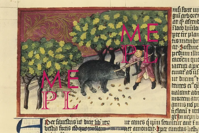 : THOMAS of Cantimpre (1201-1276). Codex Granatensis: : THOMAS of Cantimpre (1201-1276). Codex Granatensis: