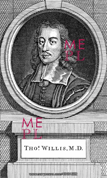 : Thomas Willis (1621-75) English physician. First : Thomas Willis (1621-75) English physician. First