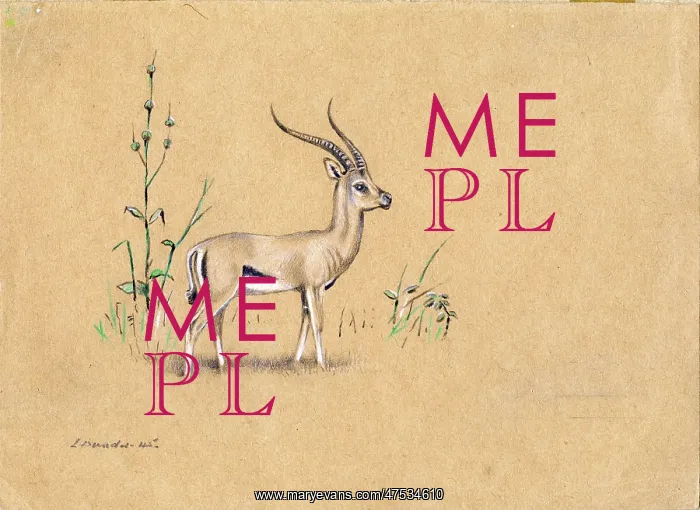  : Thompson's Gazelle ? Kenya