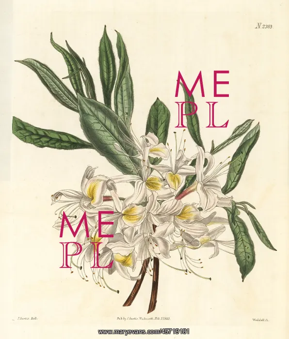 : Thomson's white-flowered pontick azalea, Rhododendron luteum : Thomson's white-flowered pontick azalea, Rhododendron luteum