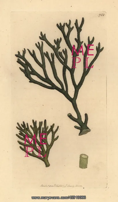 : Thongweed, Himanthalia elongata : Thongweed, Himanthalia elongata