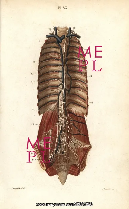 : The thoracic canal : The thoracic canal