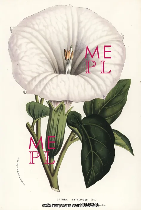 : Thorn apple, Datura innoxia : Thorn apple, Datura innoxia