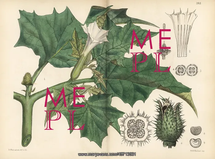 : Thorn apple, Datura stramonium : Thorn apple, Datura stramonium