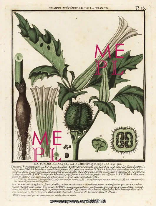 : Thorn apple, Datura stramonium : Thorn apple, Datura stramonium