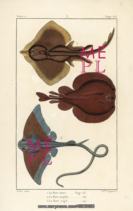 : Thornback ray, torpedo, and eagle ray : Thornback ray, torpedo, and eagle ray