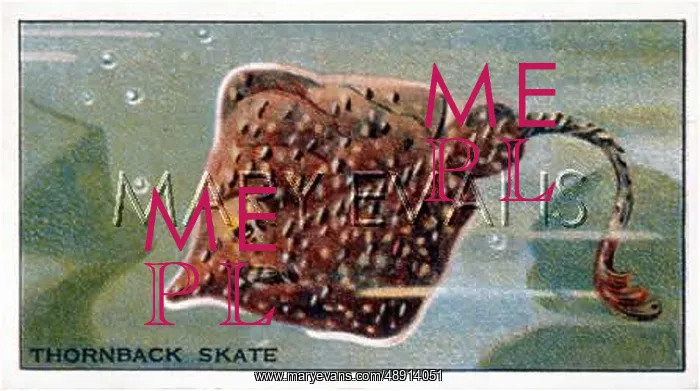 : THORNBACK SKATE : THORNBACK SKATE