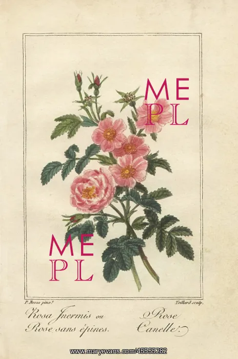 : Thornless pink rose and cinnamon rose : Thornless pink rose and cinnamon rose