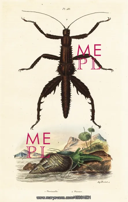 : Thorny devil walking stick and Australian pheasant shell : Thorny devil walking stick and Australian pheasant shell