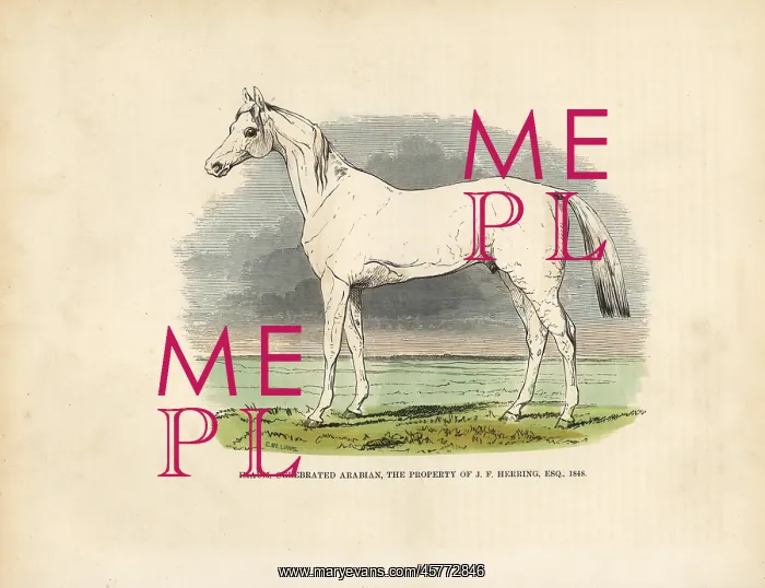 : Thoroughbred Arabian horse Imaum : Thoroughbred Arabian horse Imaum