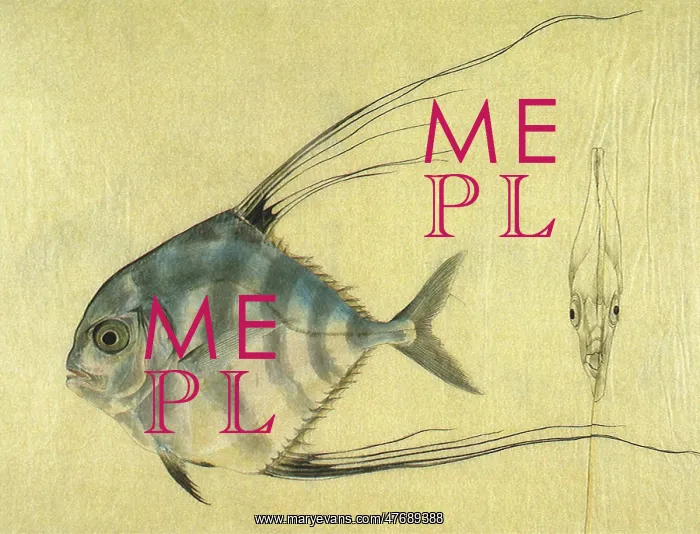  : Thread-Finned Trevally