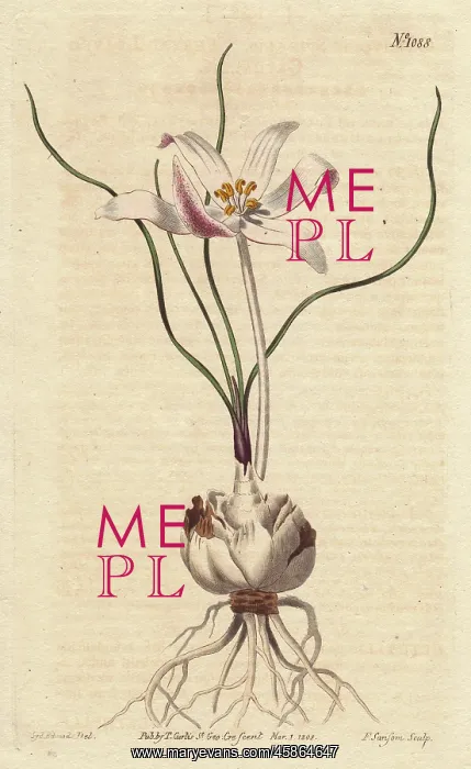 : Thread-leaved gethylis with white and lilac : Thread-leaved gethylis with white and lilac