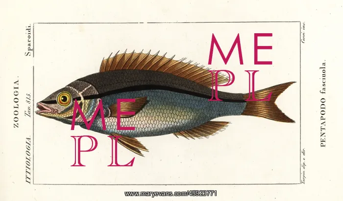 : Threadfin bream, Pentapodus fasciuola : Threadfin bream, Pentapodus fasciuola