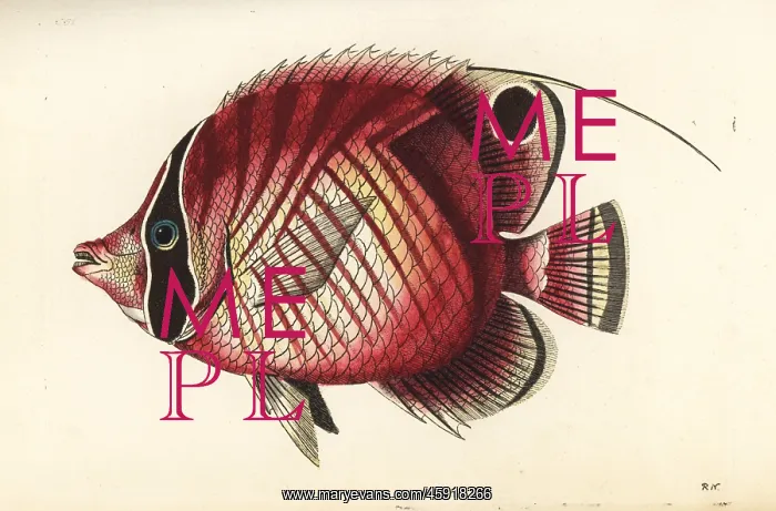 : Threadfin butterflyfish, Chaetodon auriga : Threadfin butterflyfish, Chaetodon auriga