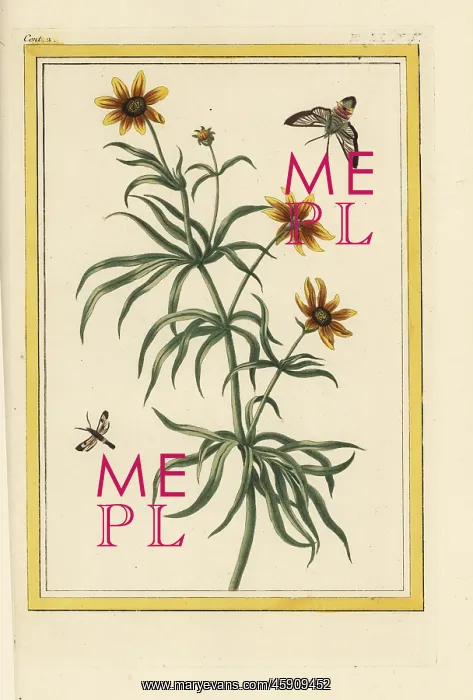 : Threadleaf coreopsis, Coreocopsis verticillata : Threadleaf coreopsis, Coreocopsis verticillata
