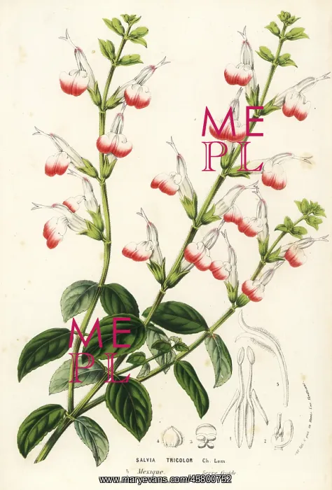 : Three-colored sage, Salvia tricolor : Three-colored sage, Salvia tricolor