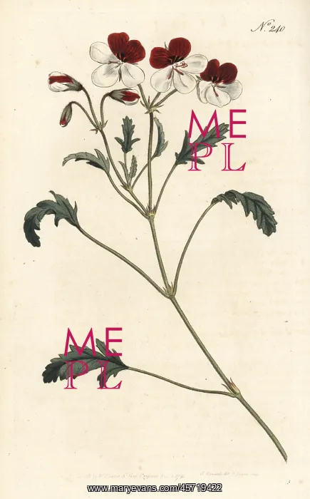 : Three-coloured crane's-bill, Pelargonium tricolor : Three-coloured crane's-bill, Pelargonium tricolor