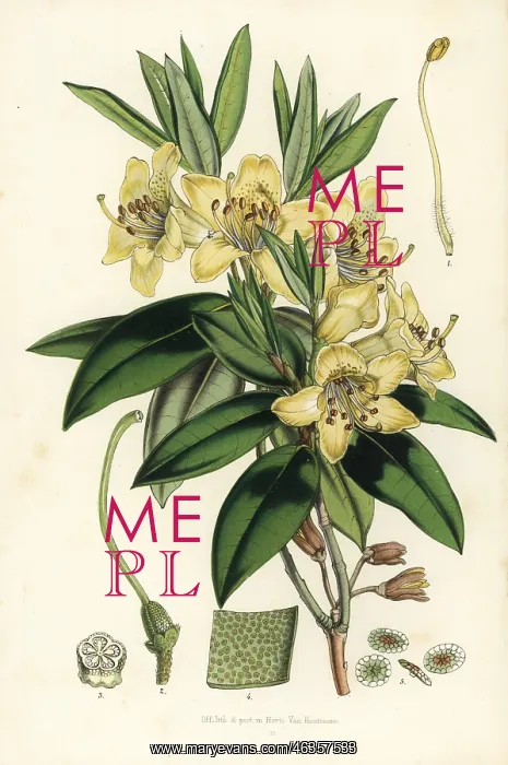 : Three-flowered rhododendron, Rhododendron triflorum : Three-flowered rhododendron, Rhododendron triflorum