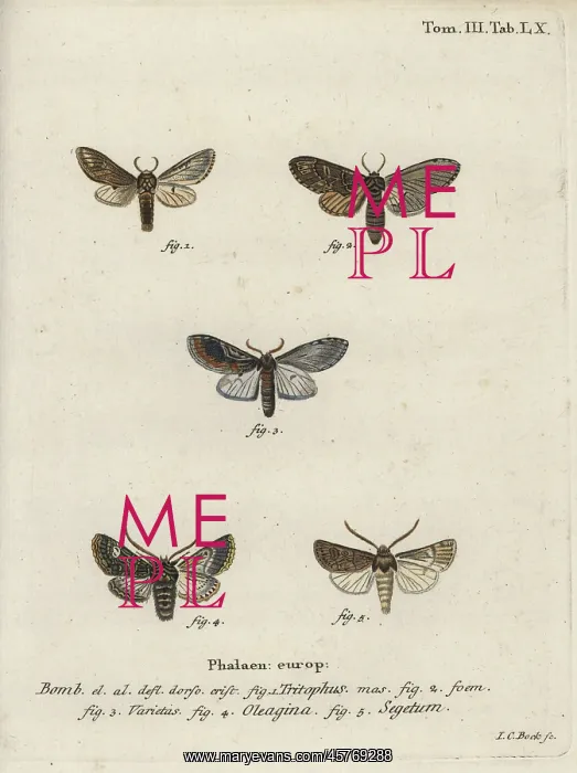 : Three-humped prominent, olive moth and turnip moth : Three-humped prominent, olive moth and turnip moth