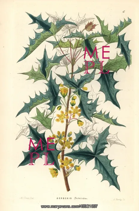 : Three-leaved berberry, Berberis trifoliata : Three-leaved berberry, Berberis trifoliata