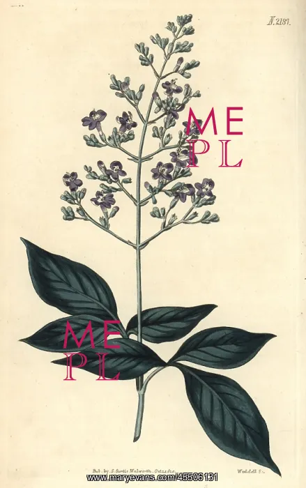 : Three-leaved chaste tree, Vitex trifolia : Three-leaved chaste tree, Vitex trifolia
