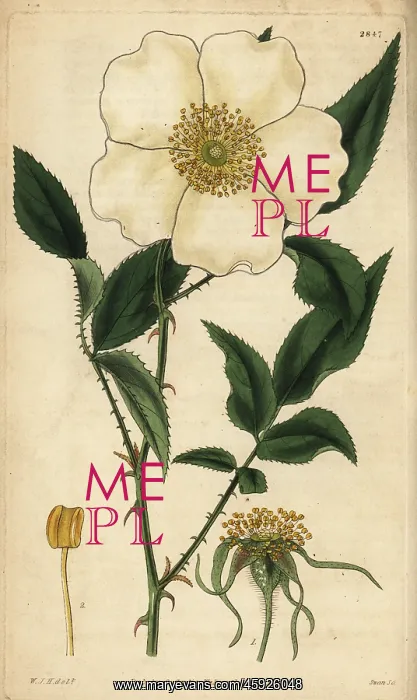 : Three-leaved Chinese rose, Rosa sinica : Three-leaved Chinese rose, Rosa sinica
