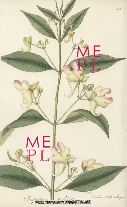 : Three-lobed balsam, Impatiens trilobata : Three-lobed balsam, Impatiens trilobata