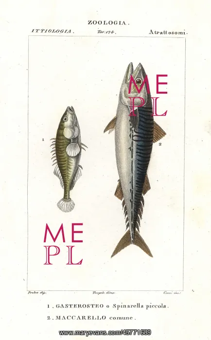 : Three-spined stickleback and Atlantic mackerel : Three-spined stickleback and Atlantic mackerel