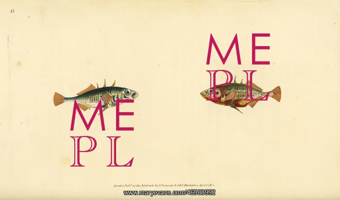 : Three-spined stickleback, Gasterosteus aculeatus : Three-spined stickleback, Gasterosteus aculeatus