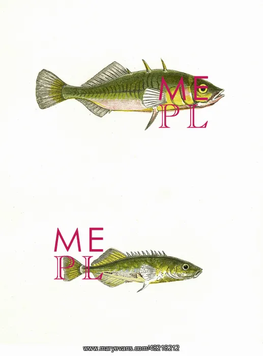  : Three-Spined Stickleback and Tinker