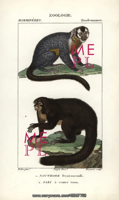 : Three-striped night monkey, Aotus trivirgatus : Three-striped night monkey, Aotus trivirgatus