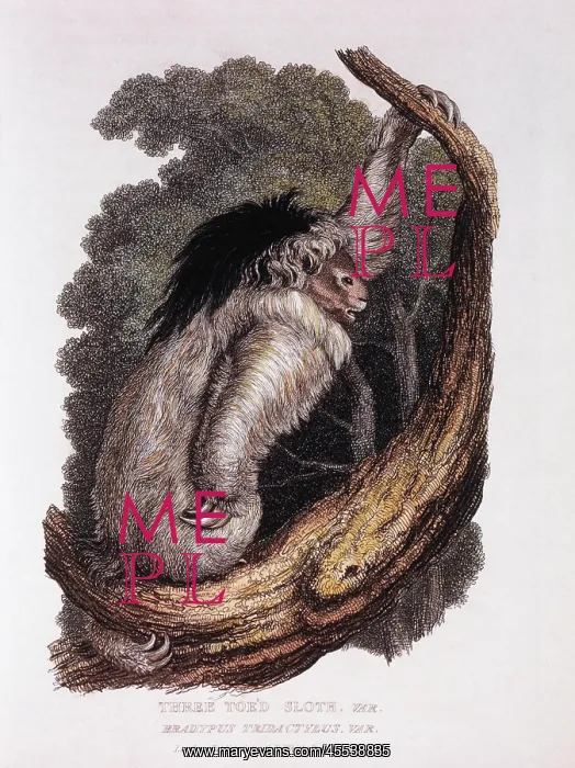 : Three-Toed Sloth - Animal - Nature : Three-Toed Sloth - Animal - Nature
