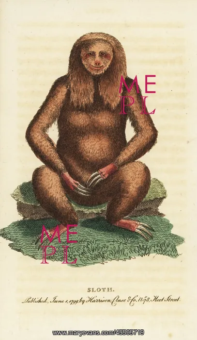 : Three-toed sloth, Bradypus tridactylus : Three-toed sloth, Bradypus tridactylus