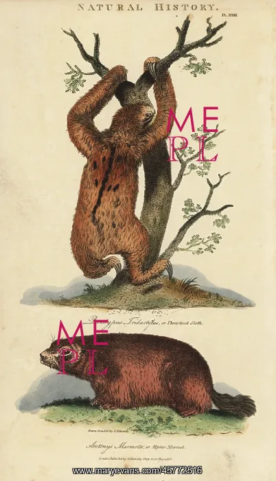: Three-toed sloth, Bradypus tridactylus, and : Three-toed sloth, Bradypus tridactylus, and
