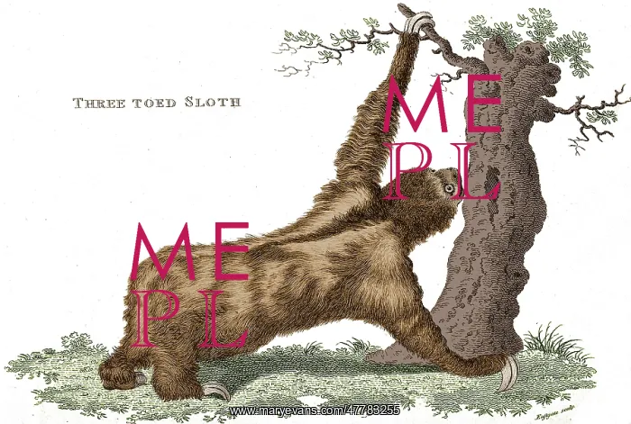 : Three-Toed Sloth, Historical Etching : Three-Toed Sloth, Historical Etching