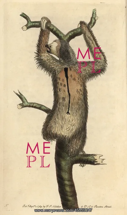 : Three-toed sloth or pale-throated sloth, Bradypus : Three-toed sloth or pale-throated sloth, Bradypus