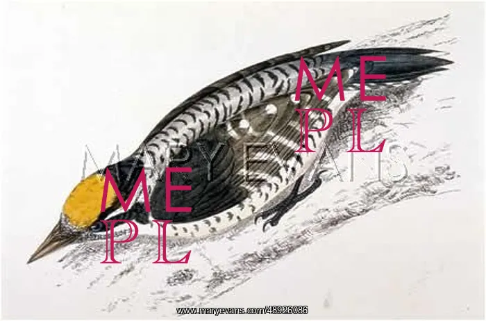  : THREE-TOED WOODPECKER
