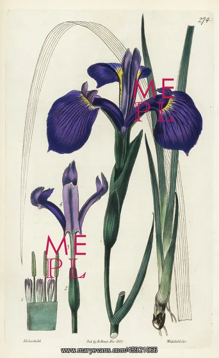 : Three-toothed iris, Iris tridentata : Three-toothed iris, Iris tridentata