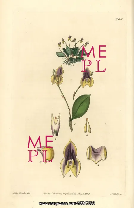 : Three-toothed lepanthes orchid, Lepanthes tridentata : Three-toothed lepanthes orchid, Lepanthes tridentata