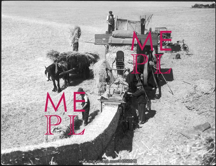 : THRESHING 1930S : THRESHING 1930S