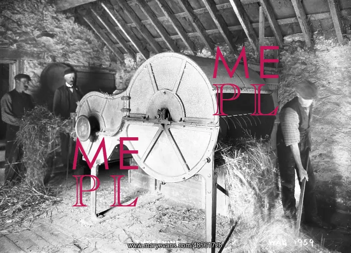 : Threshing - an interior view of a thresher in operation by two men : Threshing - an interior view of a thresher in operation by two men