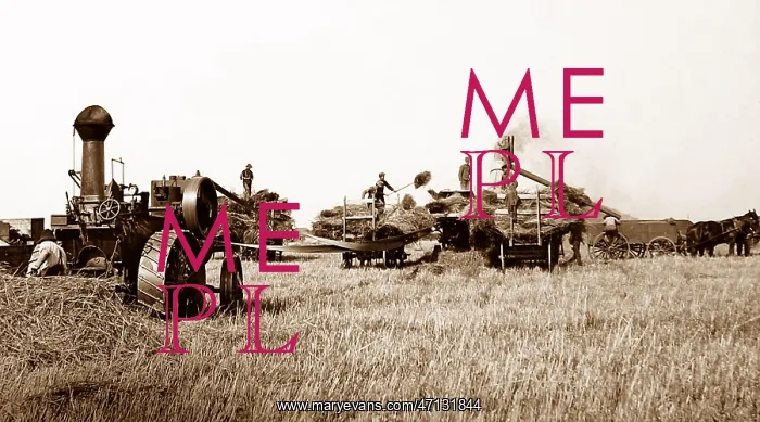  : Threshing on the Canadian Prairies, early 1900s