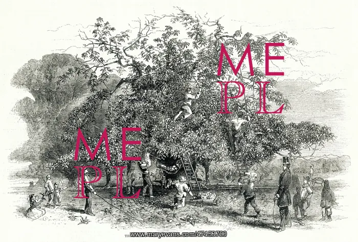 : Threshing chestnuts trees in Greenwich Park 1857 : Threshing chestnuts trees in Greenwich Park 1857