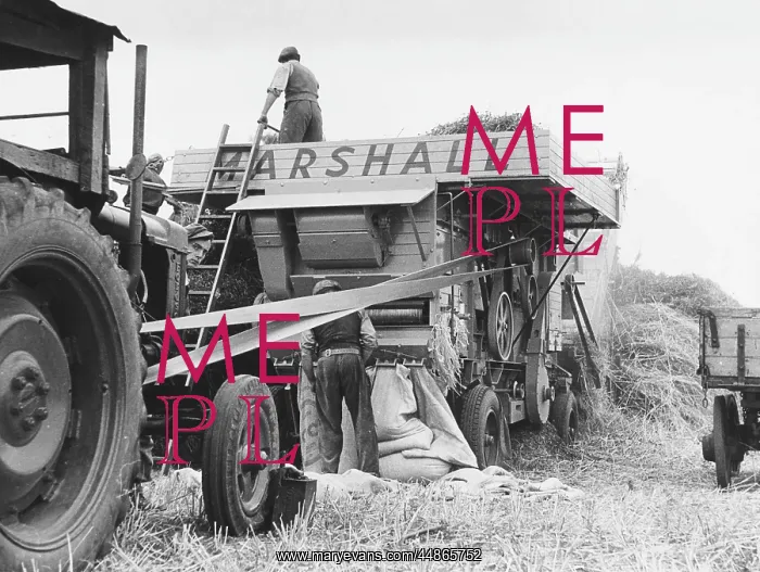 : THRESHING CORN : THRESHING CORN