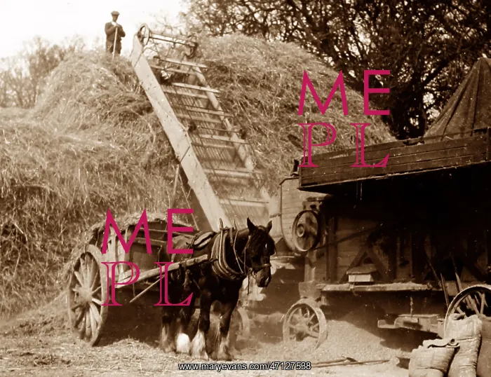  : Threshing during haymaking, probably 1920s