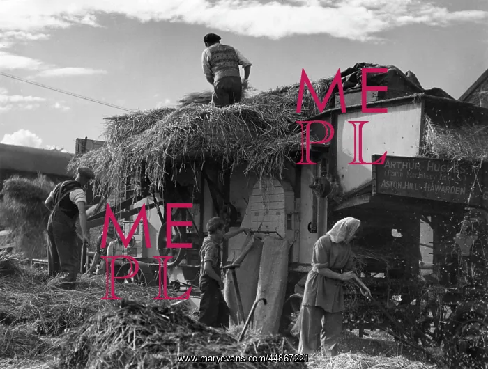 : THRESHING OATS : THRESHING OATS
