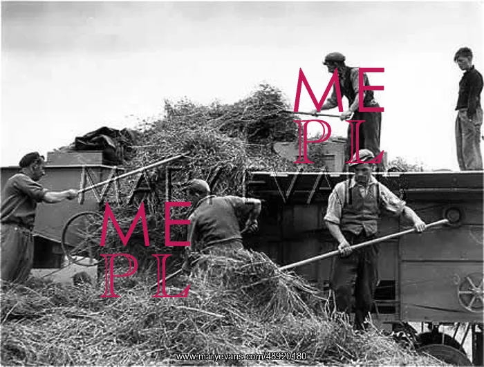 : THRESHING PEAS : THRESHING PEAS