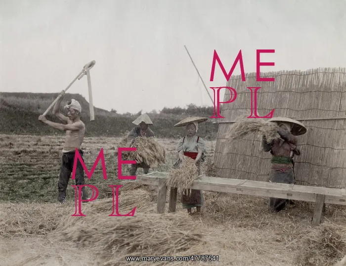  : Threshing rice grains, Japan